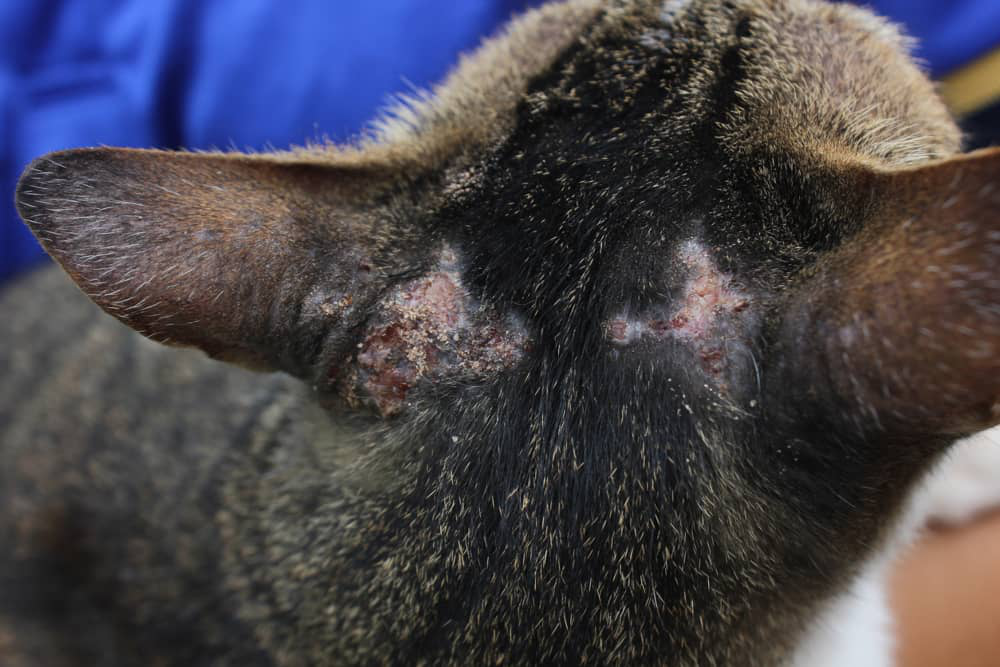 kedilerde-dermatit-2.jpg