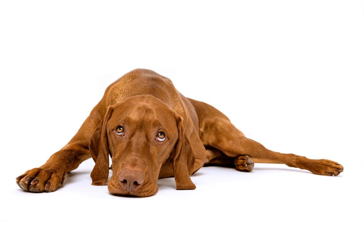 Tipi di vomito cani