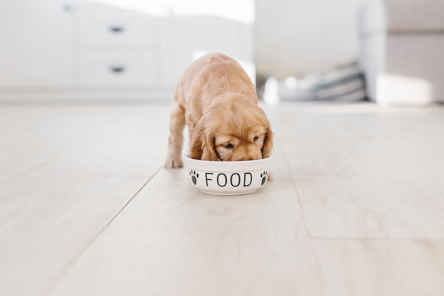 Come scegliere il miglior cibo per cuccioli?