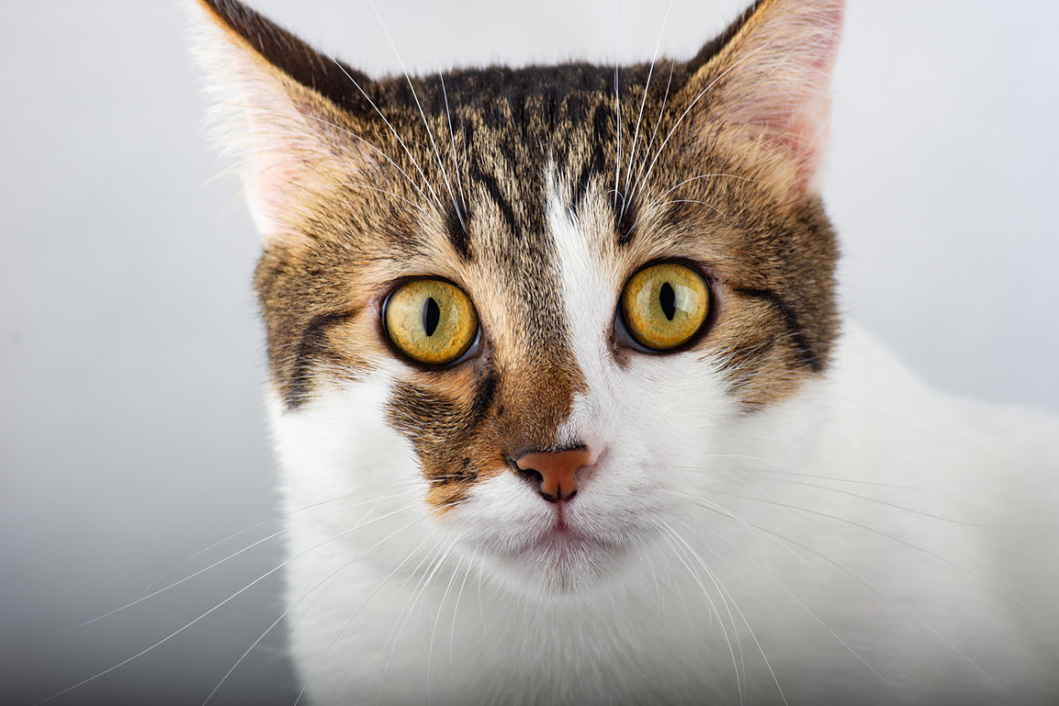 calvas-en-gatos-2.jpg