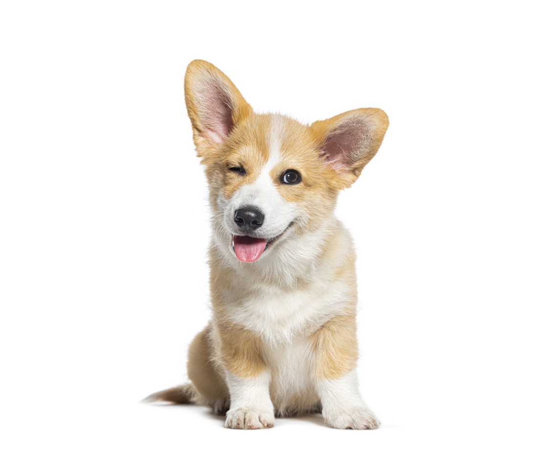 Mi perro tiene tos seca.jpg