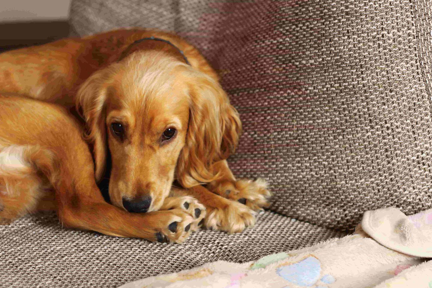 nierfalen-bij-honden-002.jpg