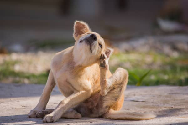 Dermatite nos cachorros: tudo o que precisa saber