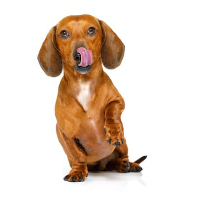 K&Ouml;PEKLER İ&Ccedil;İN VİTAMİN TAKVİYESİ NE ZAMAN GEREKLİDİR