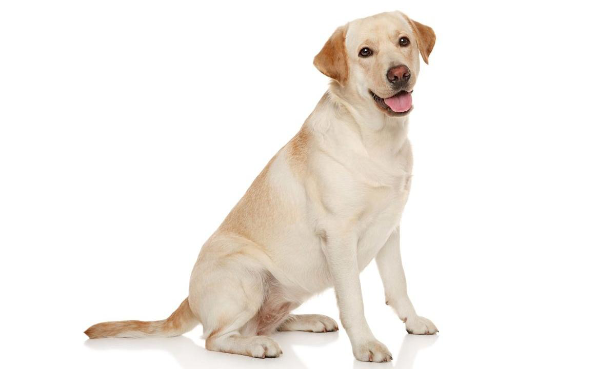 Wat moet ik doen als mijn hond wormen heeft?