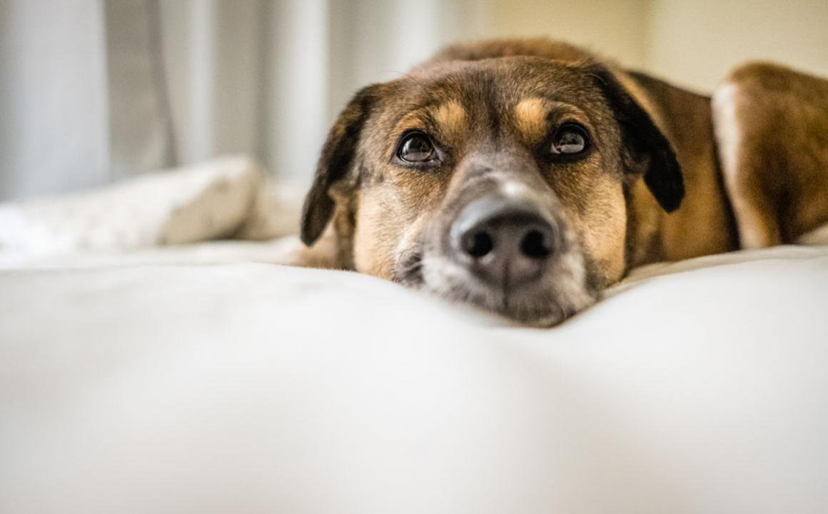 Linguaggio cani: indizi per capire se il tuo cane &egrave; stressato