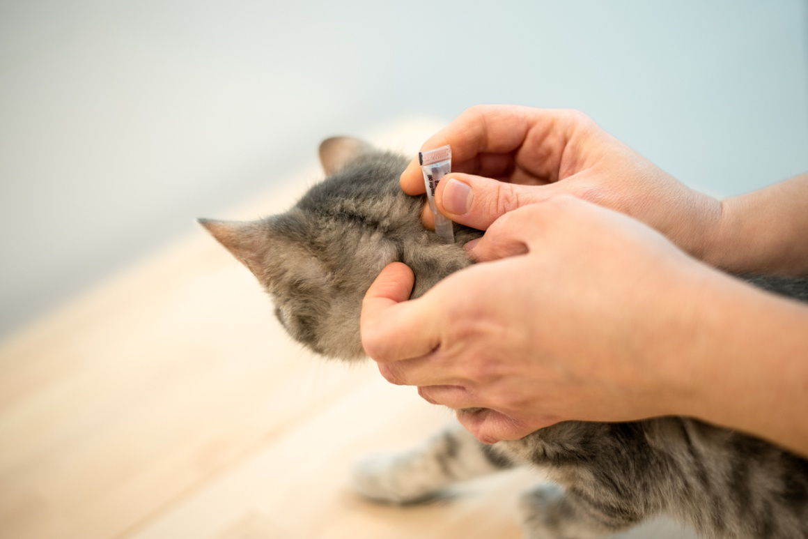 kedide-mantar-neden-olur-002.jpg