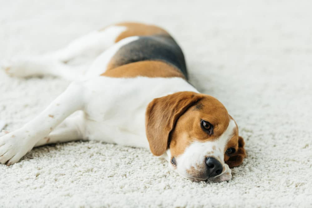 diarrea-gialla-cane-002.jpg