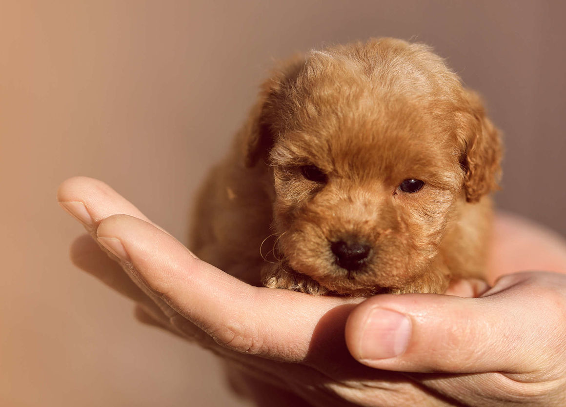 cachorro_caniche_toy.jpg