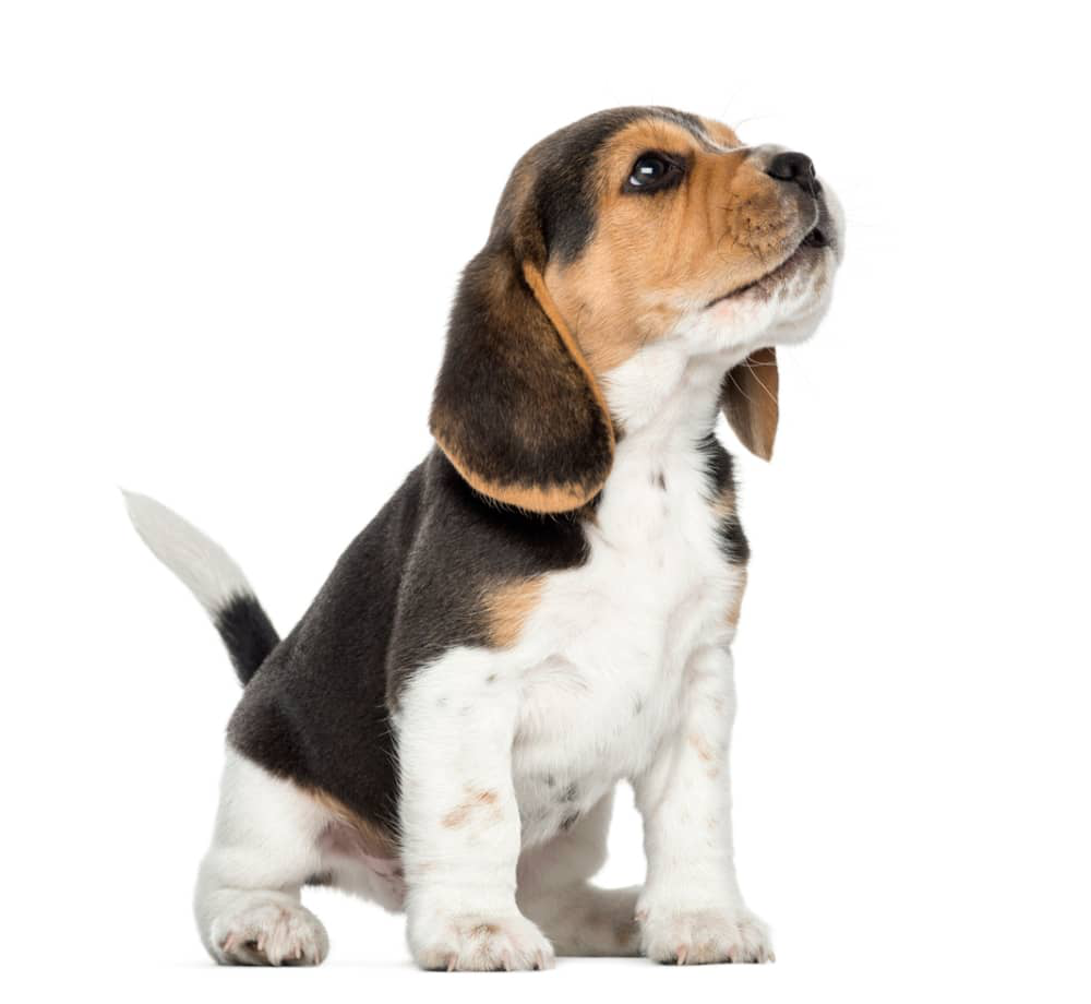 edad-crecen-perros-005.jpg