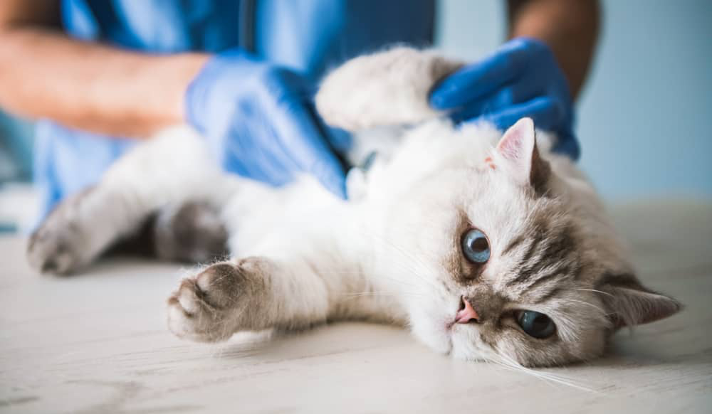 intoxicacion-gatos-003.jpg