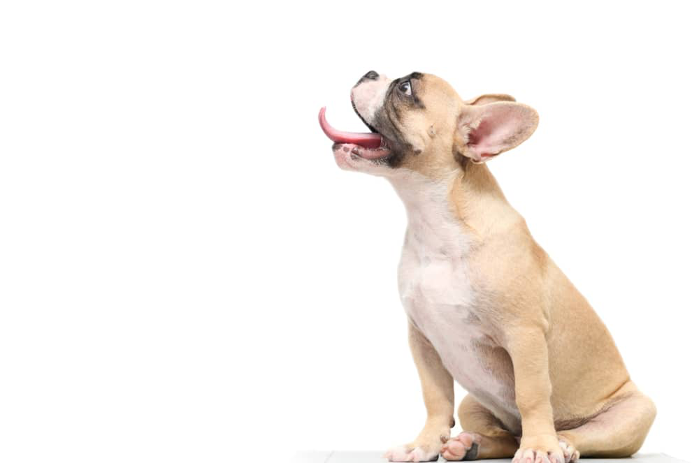 patte-de-poulet-pour-chien-002.jpg