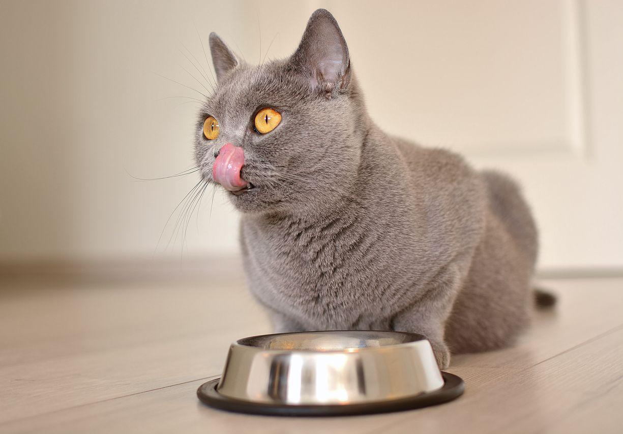 comida-humeda-renal-gatos-importate.jpg