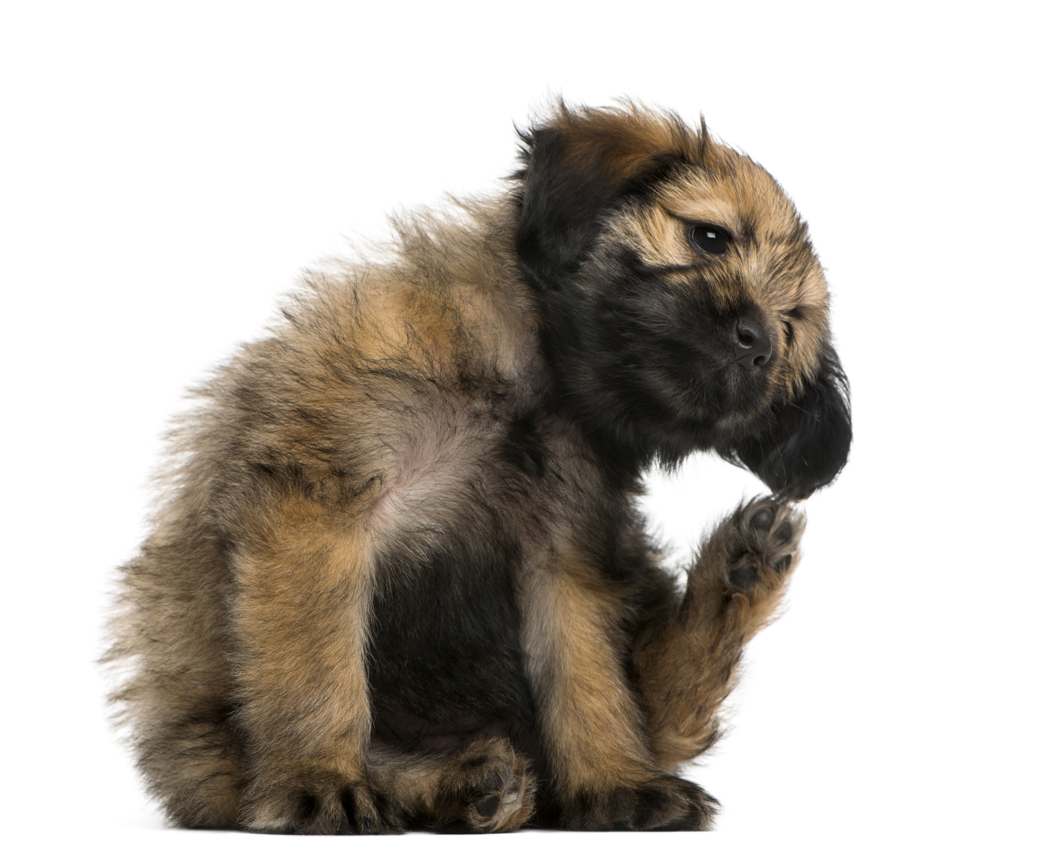 dermatitis at&oacute;pica perros.jpg