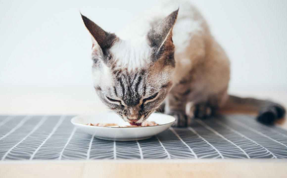 WAT MOGEN KATTEN NIET ETEN?