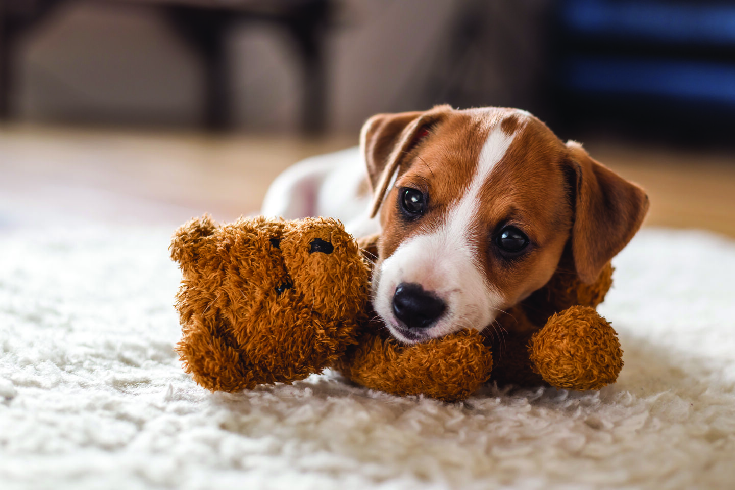 Ense&ntilde;a a tu cachorro a acudir cuando le llamas