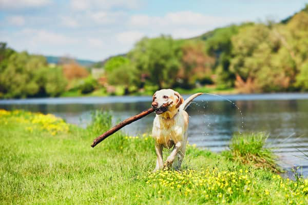Maladie de Cushing chez le chien : signes et traitements