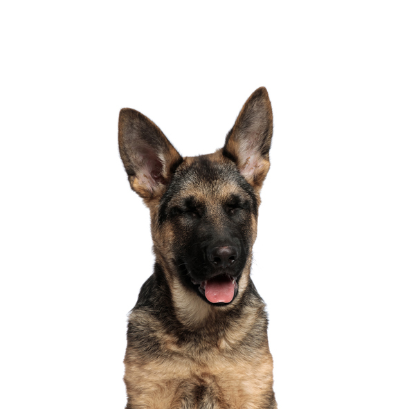 mi perro estornuda mucho.jpg