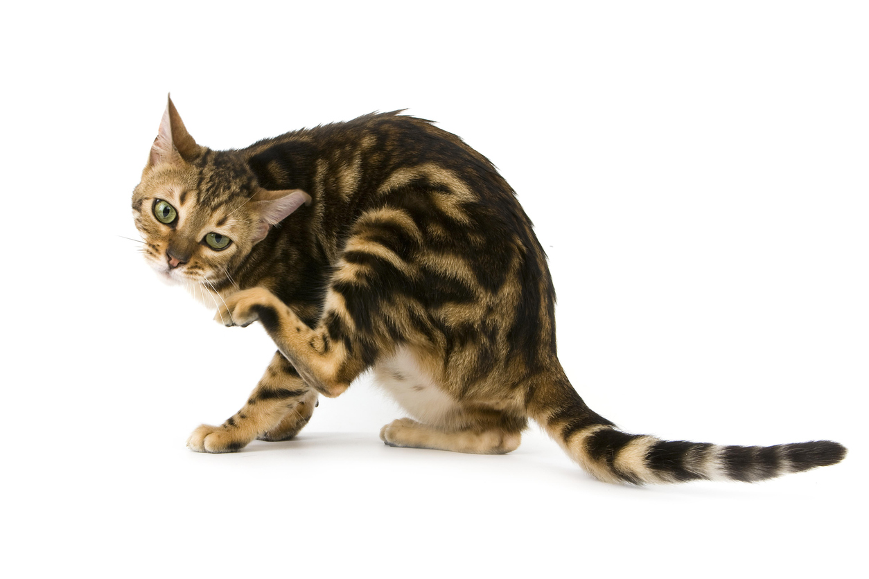 vacuna-alergia-gatos-2.jpg