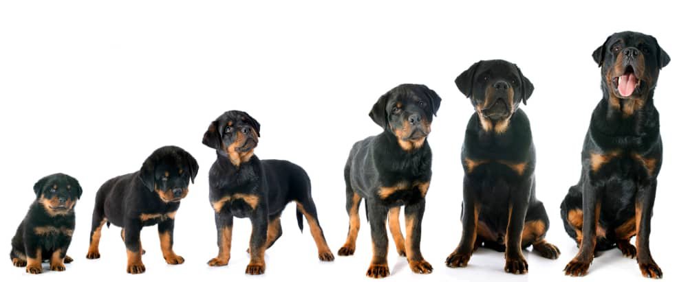 edad-crecen-perros-002.jpg