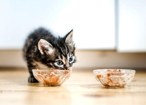 Gatito comiendo comida h&uacute;meda