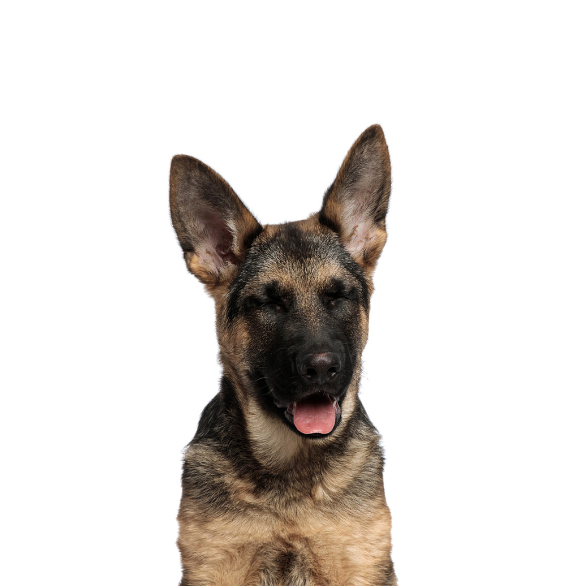 k&ouml;peklerin-&ccedil;ıkardığı-sesler-ve-anlamları-002.jpg
