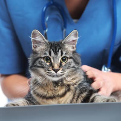 KEDİLERDE İRİN DOLU APSE: BELİRTİLER, NEDENLER VE BAKIM