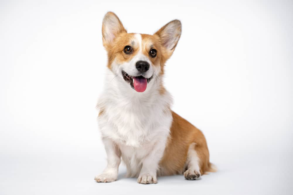 ulcera-perros-002.jpg