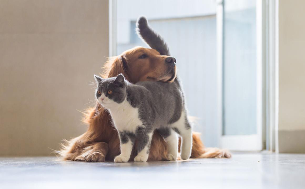 Yetişkin kedi k&ouml;pek nasıl alıştırılır: 12 tavsiye