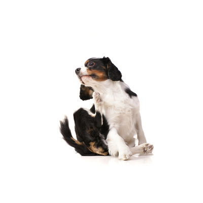 Alergia en perros: tipos, s&iacute;ntomas y tratamiento