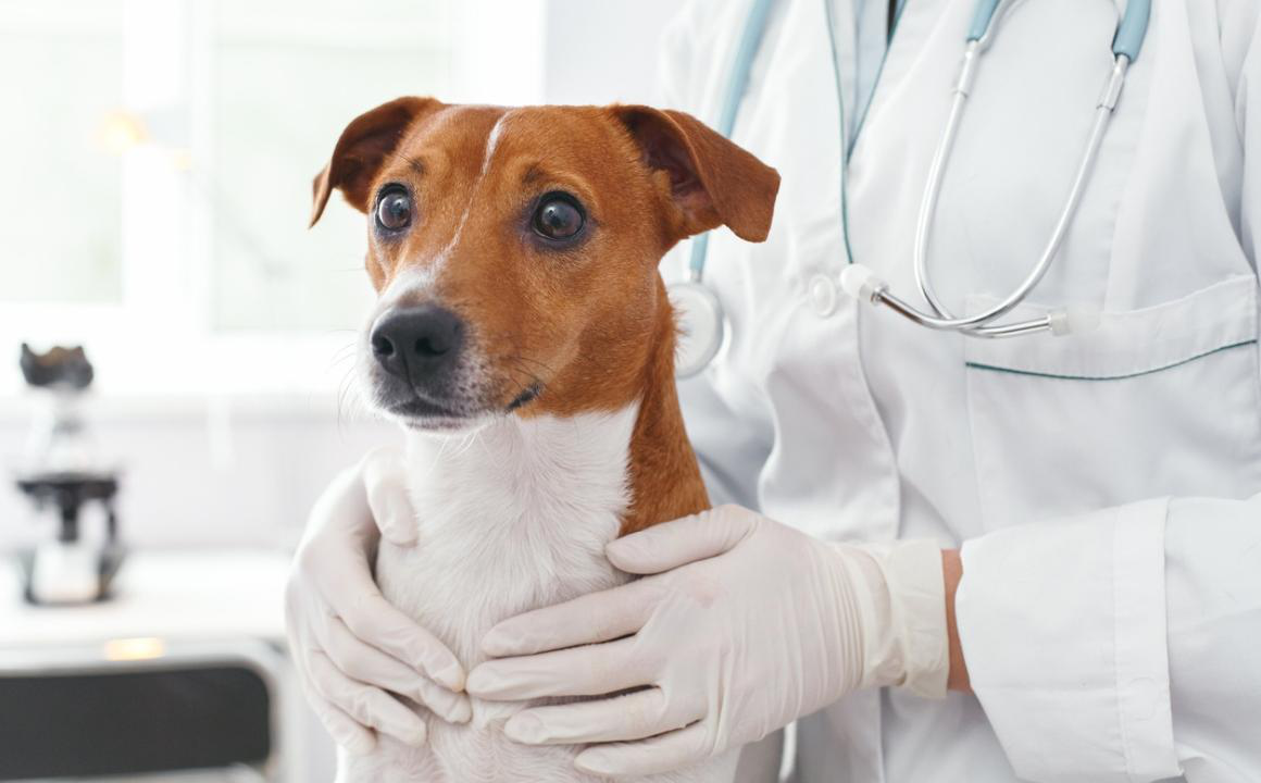 &Aacute;caros en perros: &iquest;Qu&eacute; debes saber?