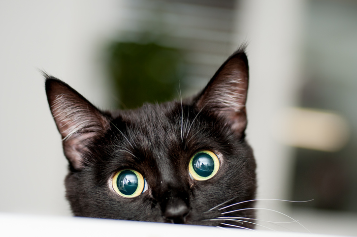 pupille-dilatee-chat-2.jpg