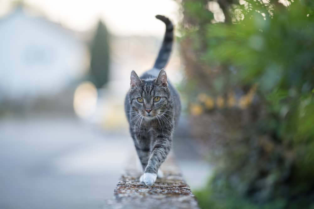 sympt&ocirc;mes-du-coryza-chez-le-chat-002.jpg