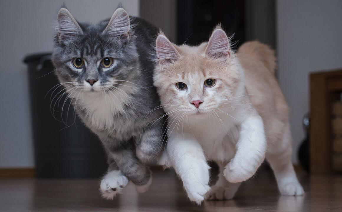 Gato hiperactivo, &iquest;c&oacute;mo calmarlo?