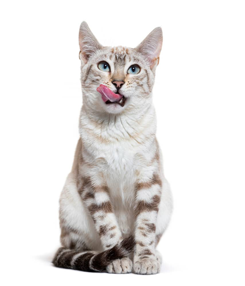 kedi-ağzından-salya-akması-002.jpg