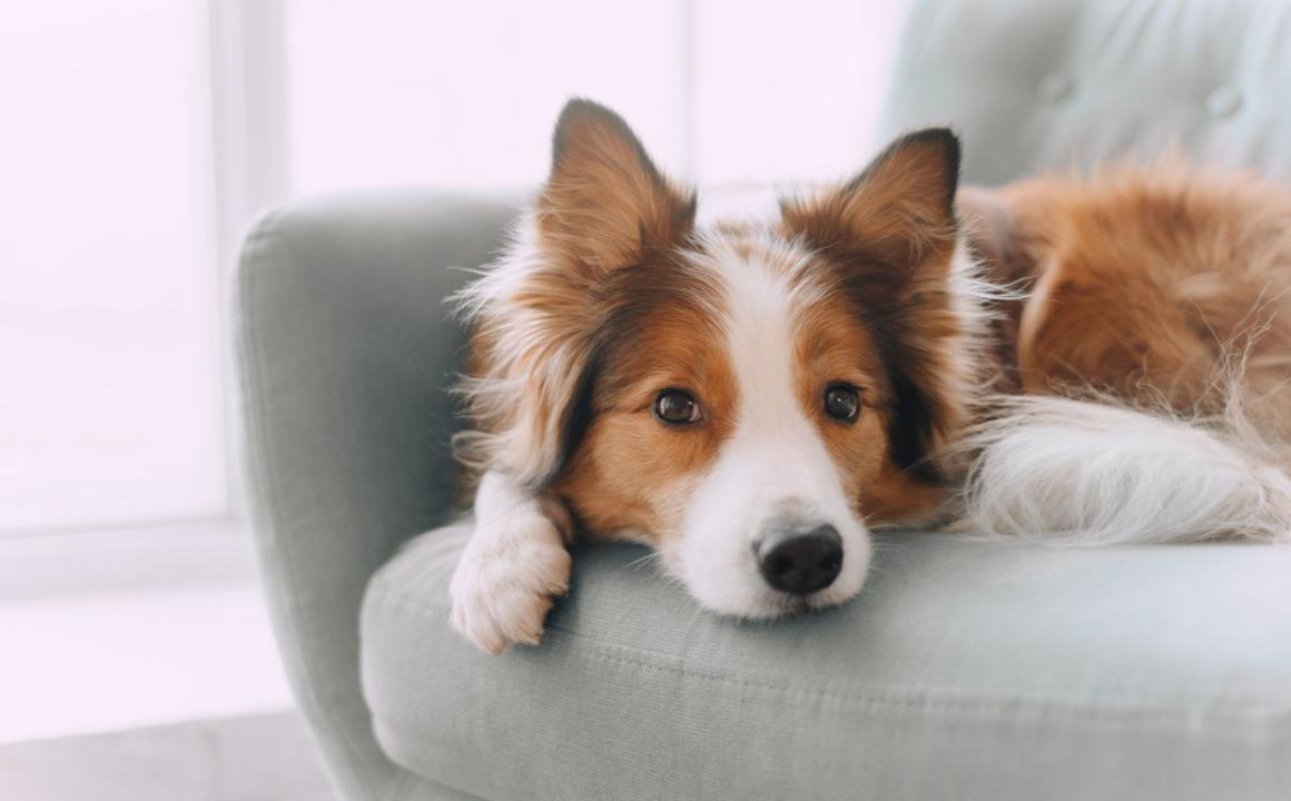 Brucelosis canina: causas y tratamiento