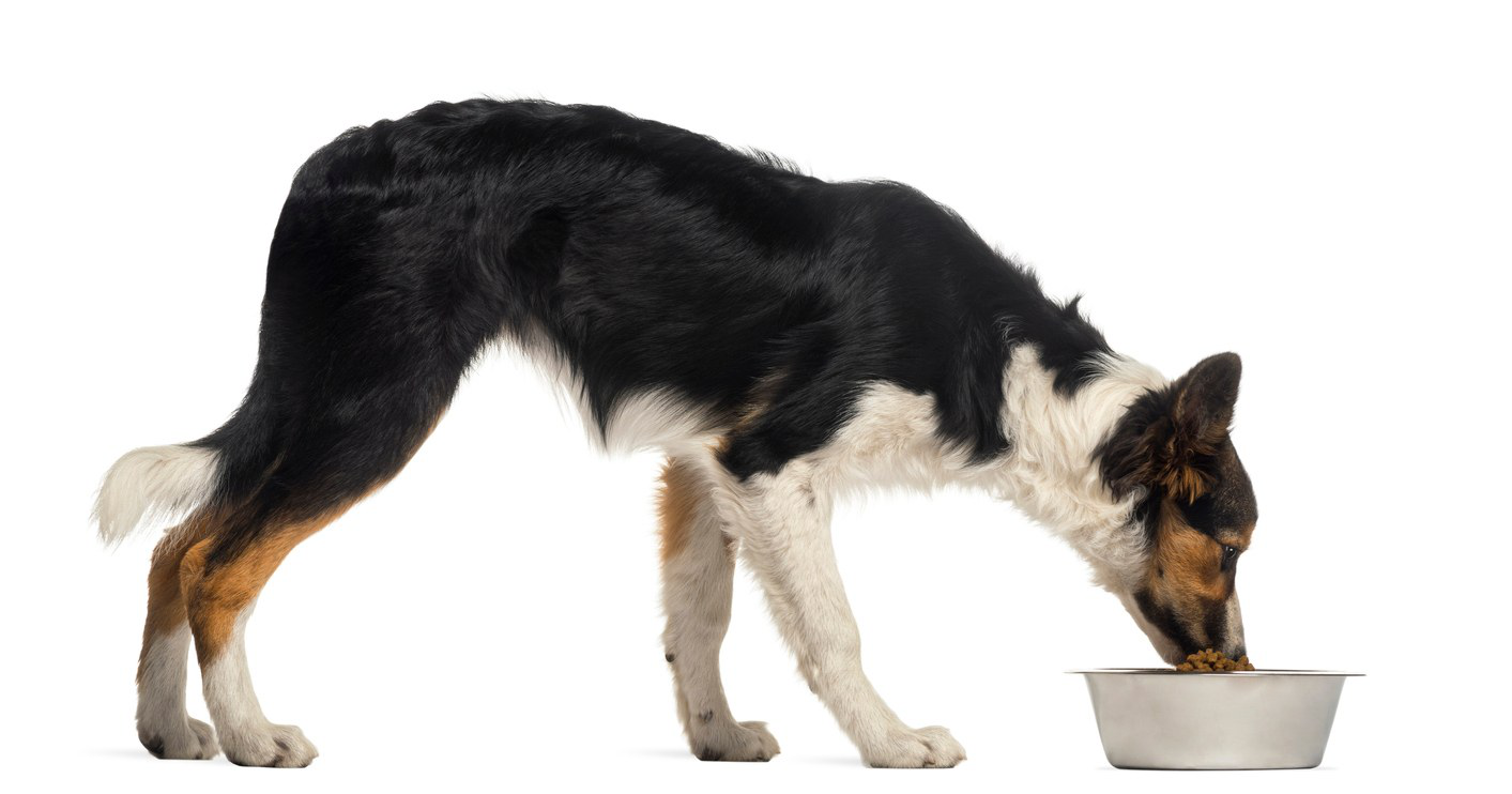 alimentos-prohibidos-para-perros-con-insuficiencia-renal-reomendaciones.jpg