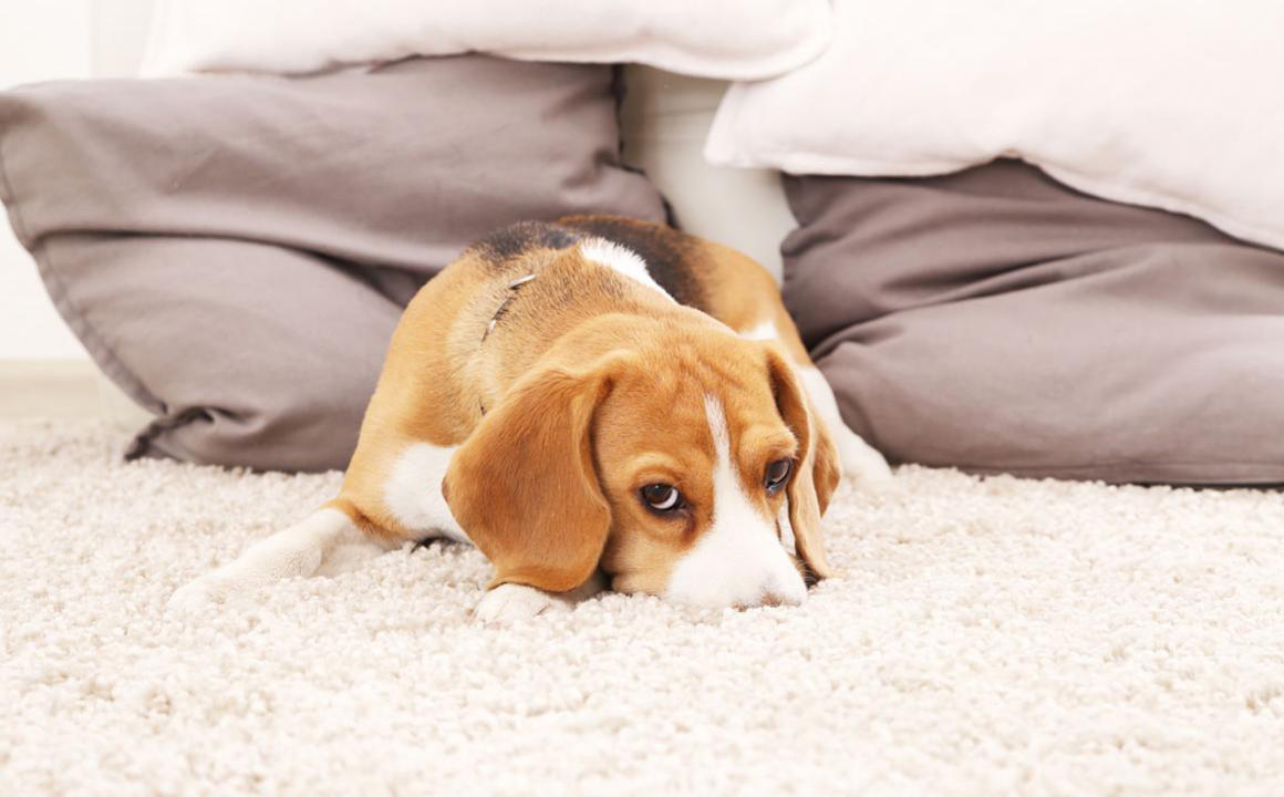 Il mio cane non fa pip&igrave;: cos'ha che non va?