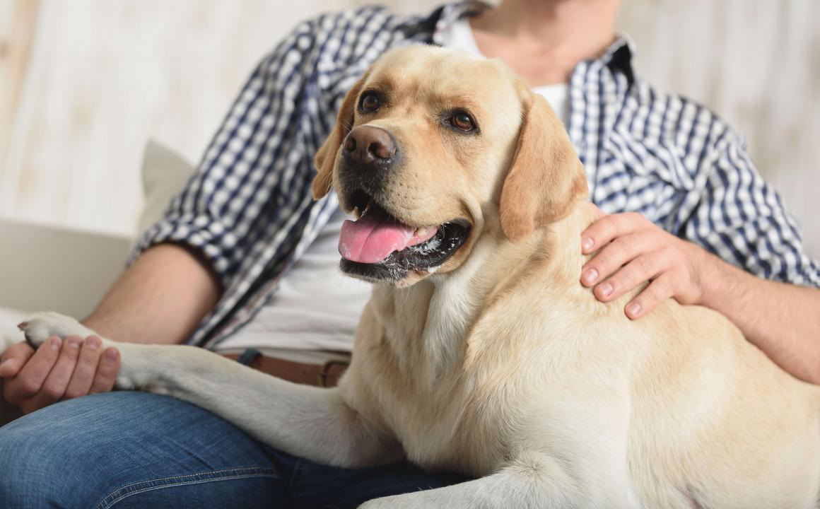 LABRADORS RETRĪVERS