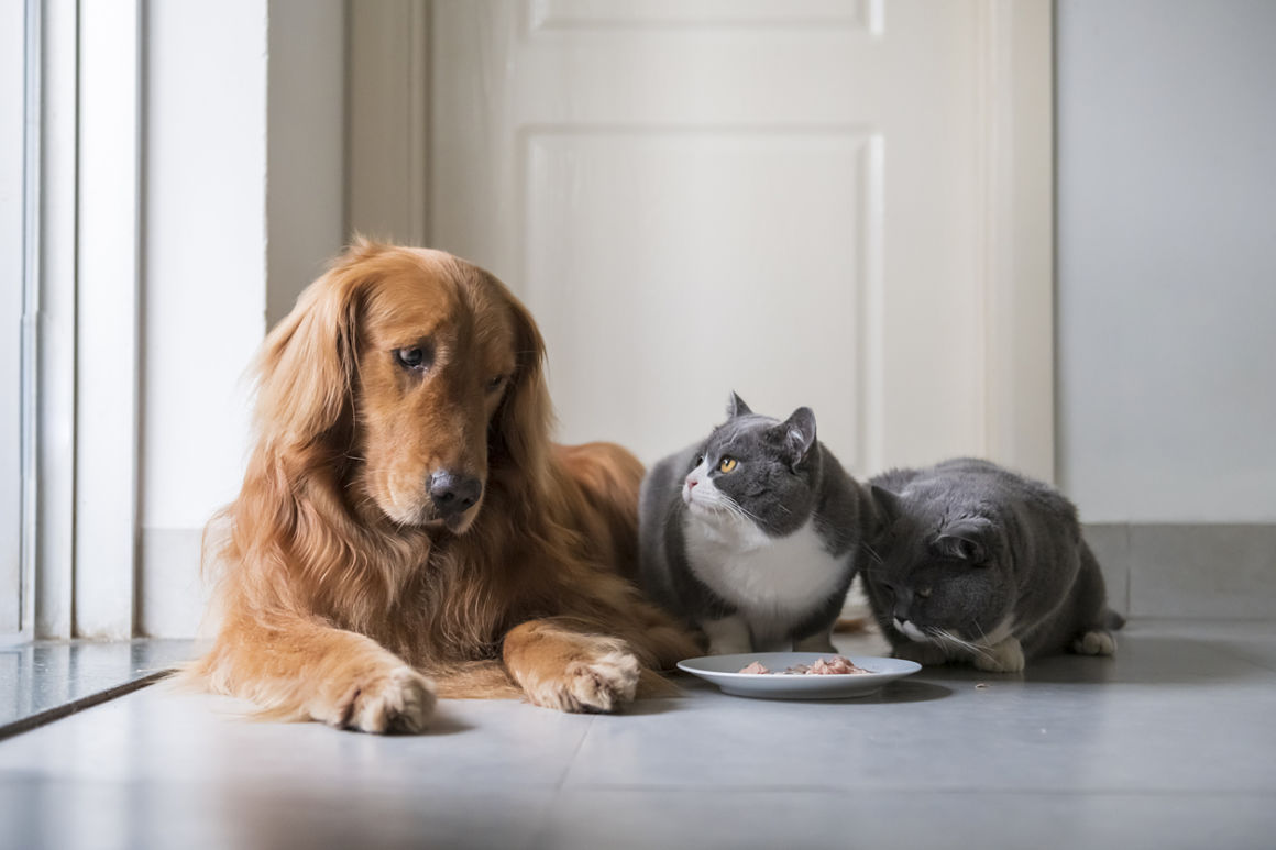 comida-de-gatos-para-perros-2.jpg
