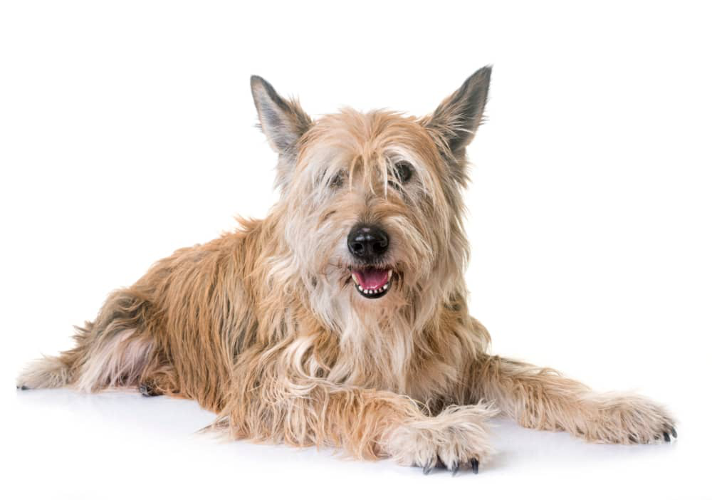 alimentazione-cane-anziano-003.jpg