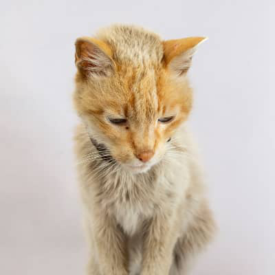 Vieux chat qui maigrit: est-ce normal?