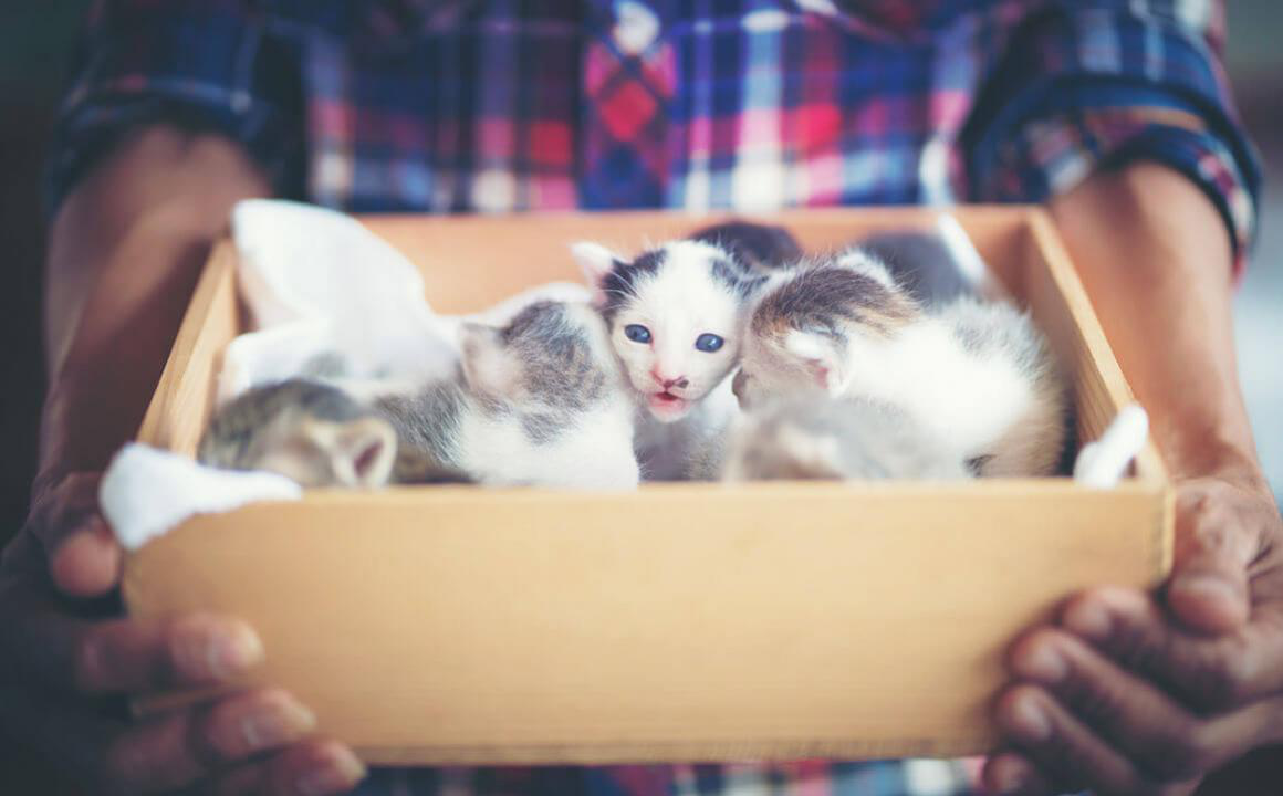 Hoe zorg je voor een pasgeboren kitten?