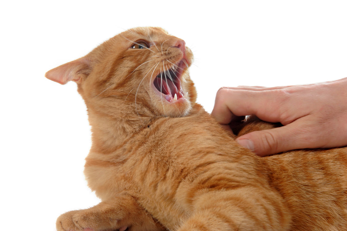 mon-chat-mattaque-2.jpg