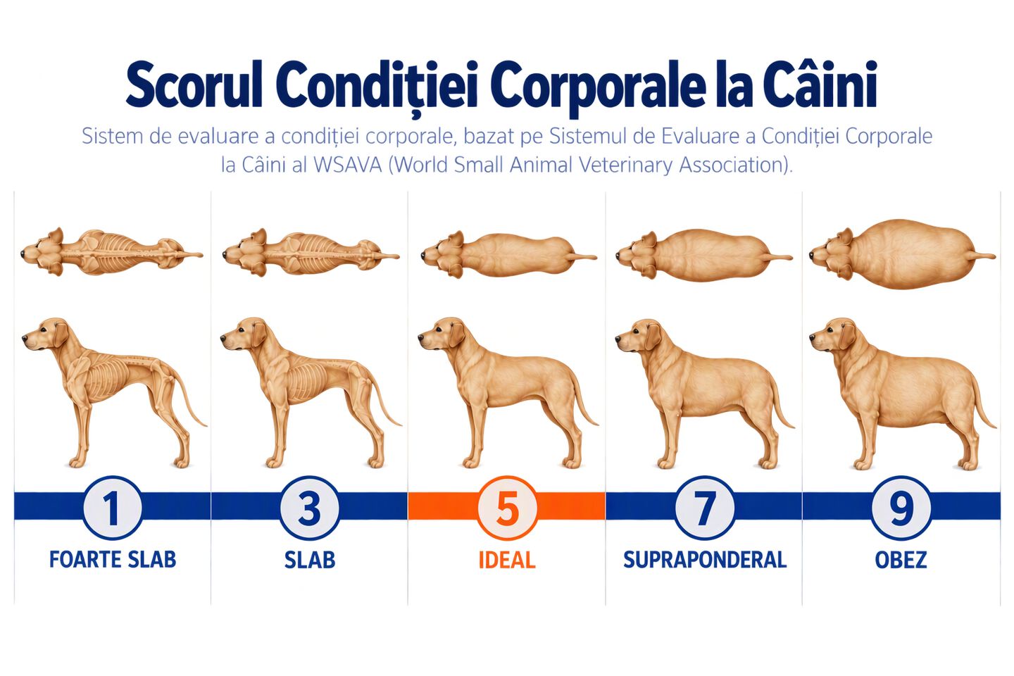 puntuaci&oacute;n de condici&oacute;n corporal para perros