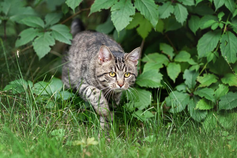 syndrome-du-tigre-chat-002.jpg