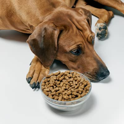 Razones por las que tu perro no quiere comer