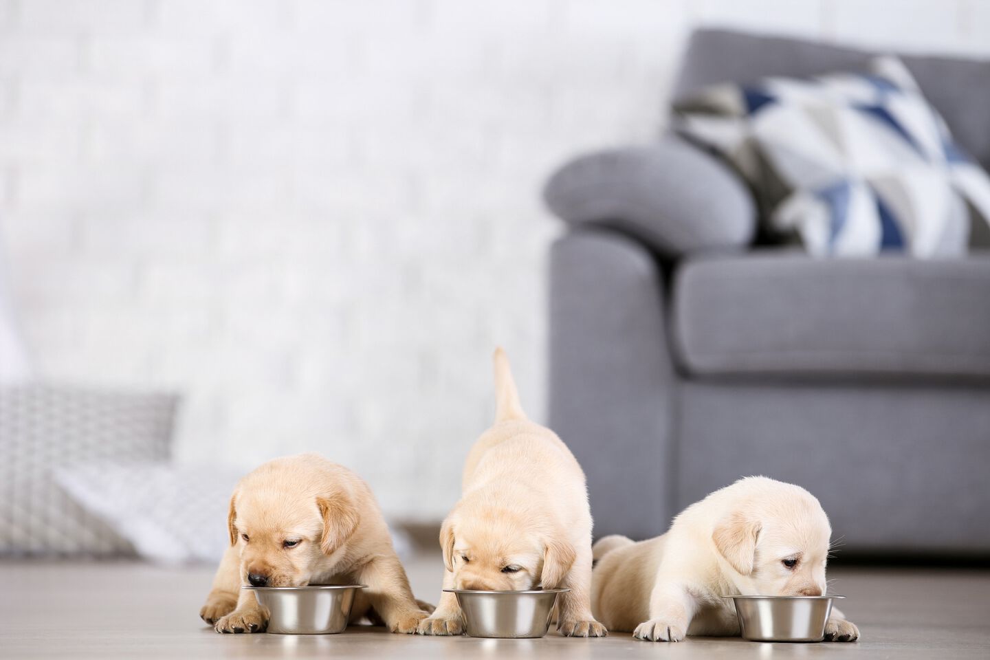 Quante volte deve mangiare un cucciolo di cane