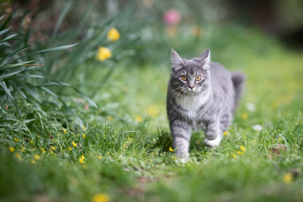 pancreatite-chat-002.jpg