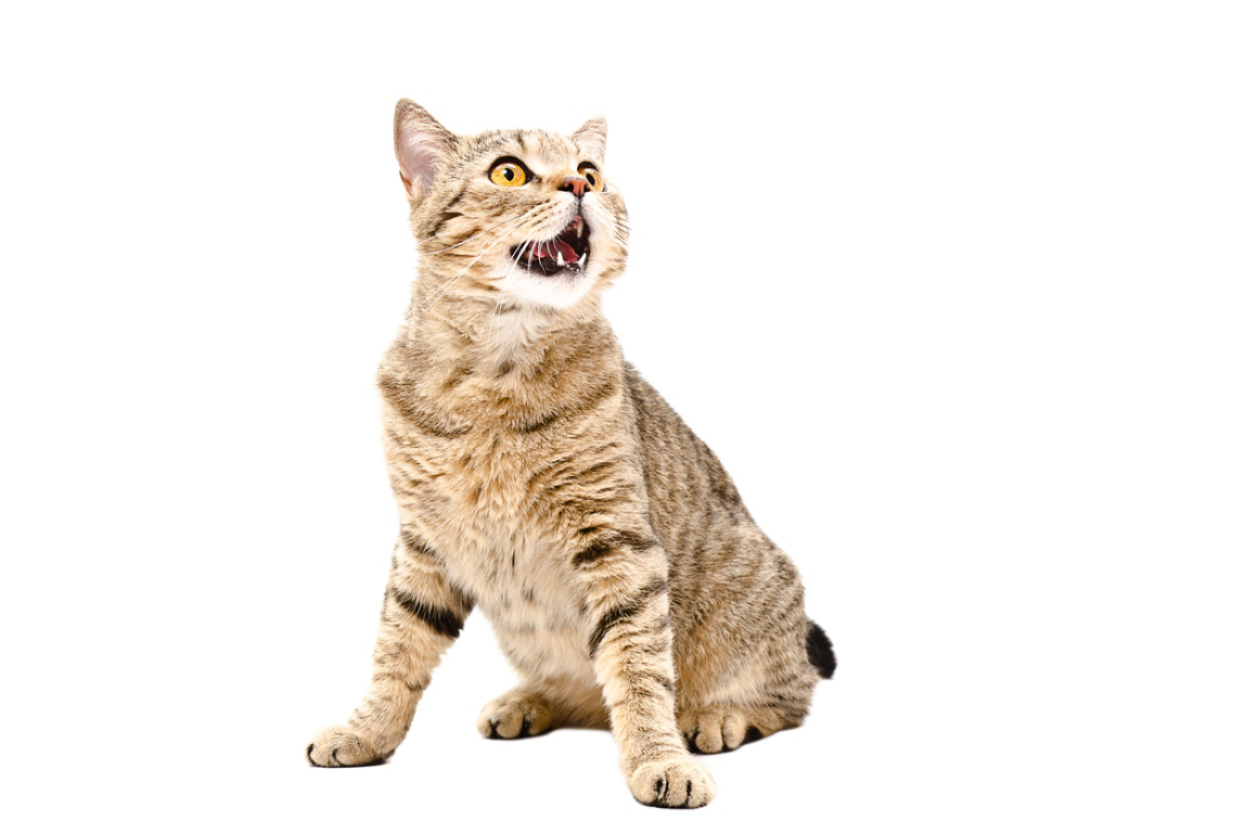 mi_gato_maulla_mucho_2.jpg